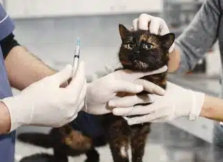 Les urgences vétérinaires à domicile : un soulagement pour les propriétaires de chats malades