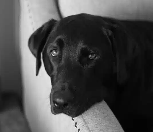 Golden Retriever Noir : Mythe ou réalité cachée ?