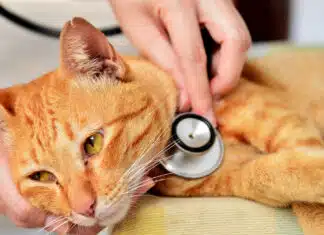 Protéger son chat des maladies courantes grâce à des gestes simples