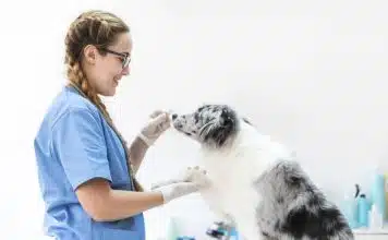 Pourquoi soigner les animaux ?