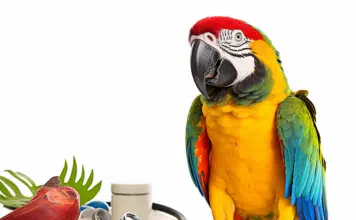 Vaccination des animaux exotiques : ce qu’il faut savoir