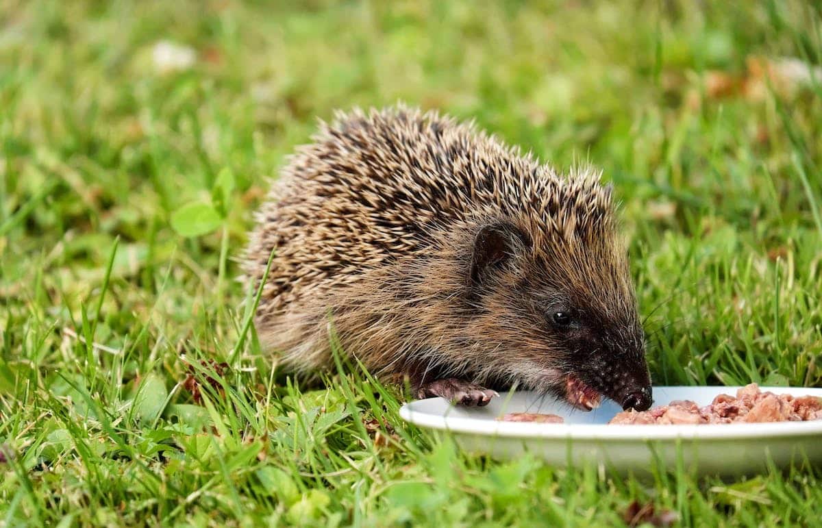 animaux  nourriture
