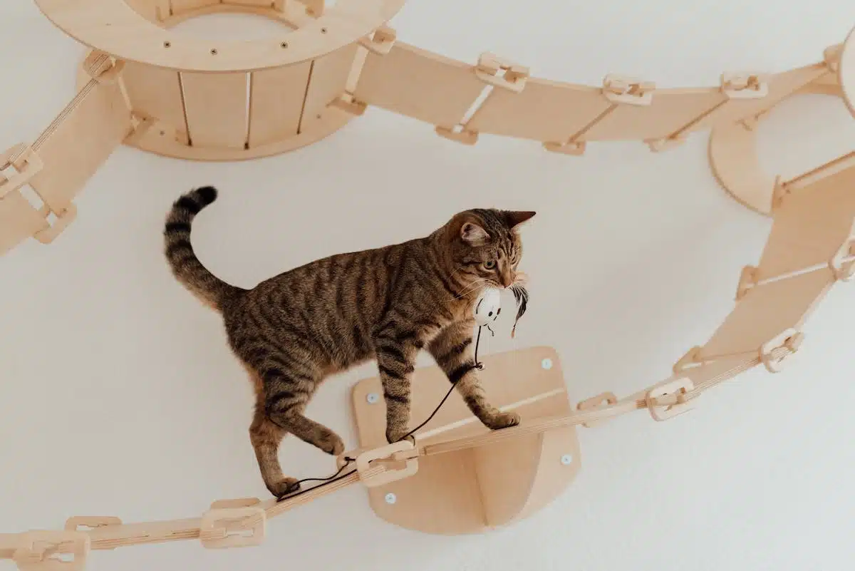 chat accessoires