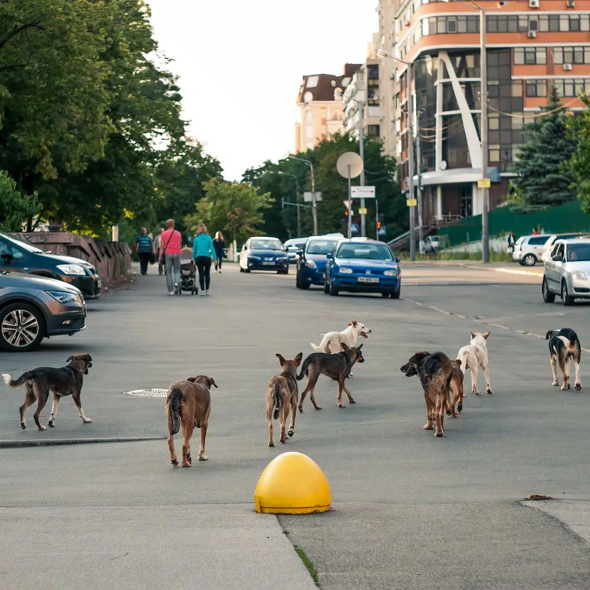 animaux urbains