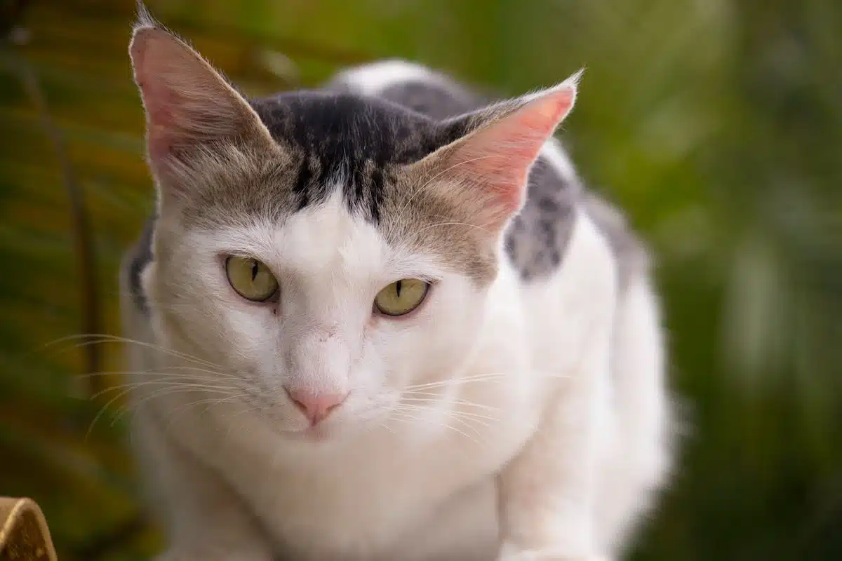 chat intérieur