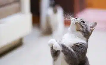 Conseils pratiques pour maintenir la santé de votre chat et éviter les problèmes courants