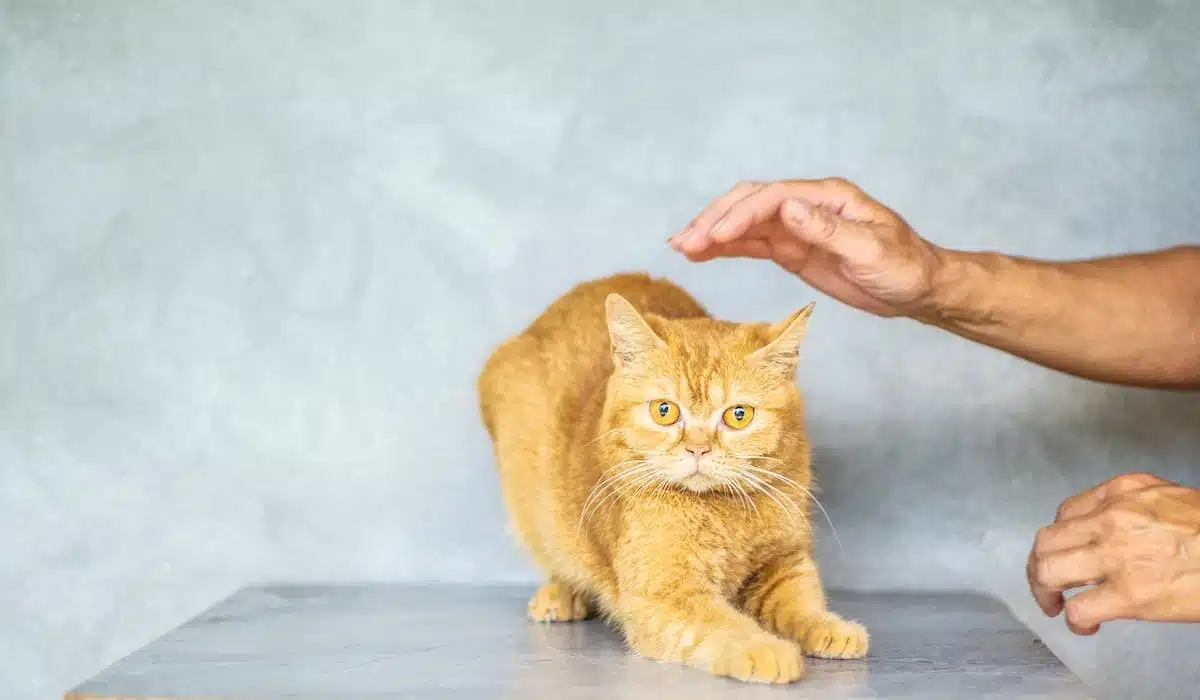 chat  santé