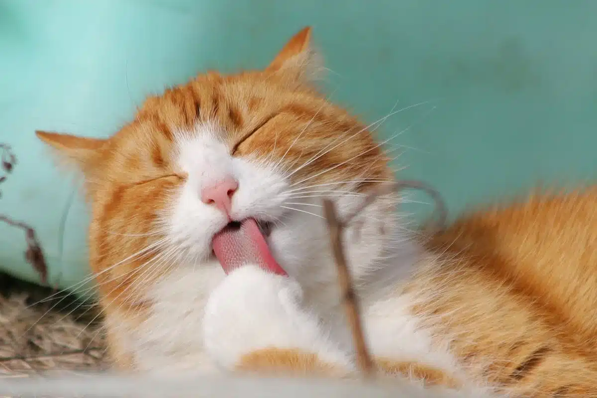 animaux  régimes