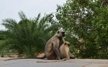 Les parcs animaliers préparent leur programme événementiel de l’année