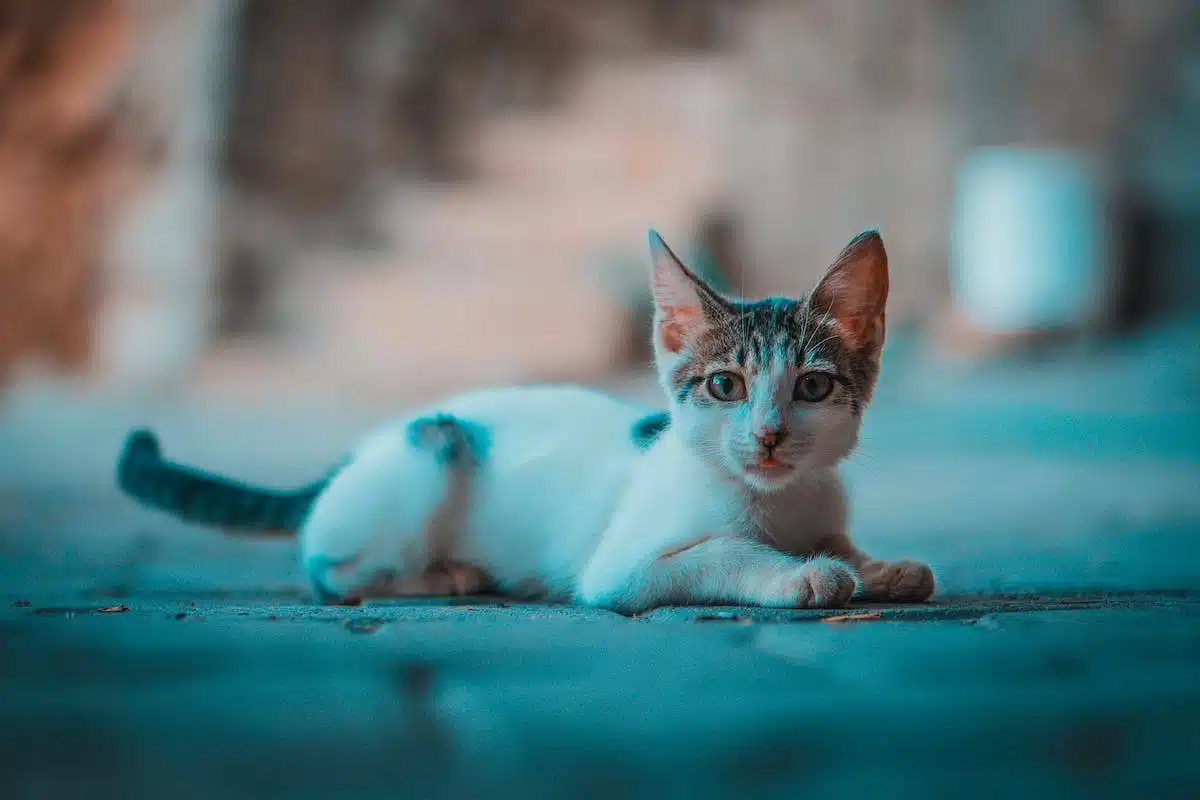 chats  cohabitation