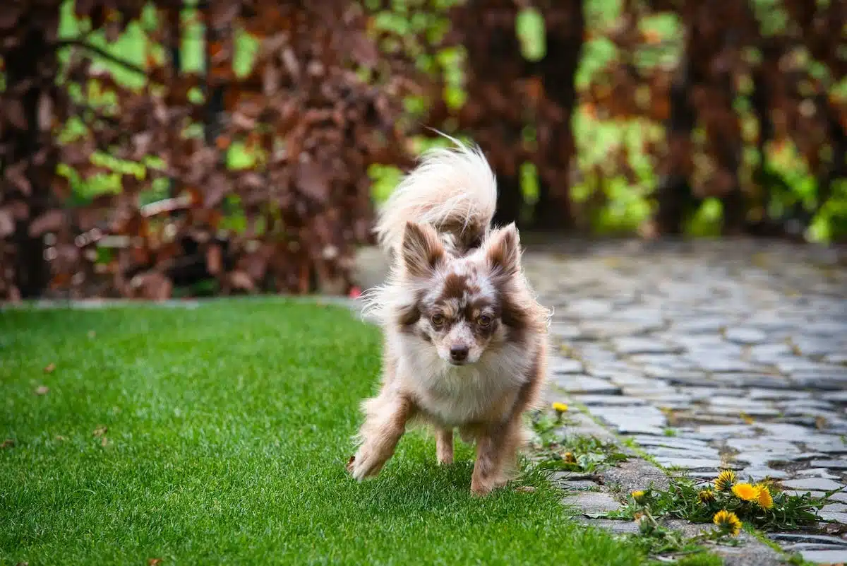 chien été