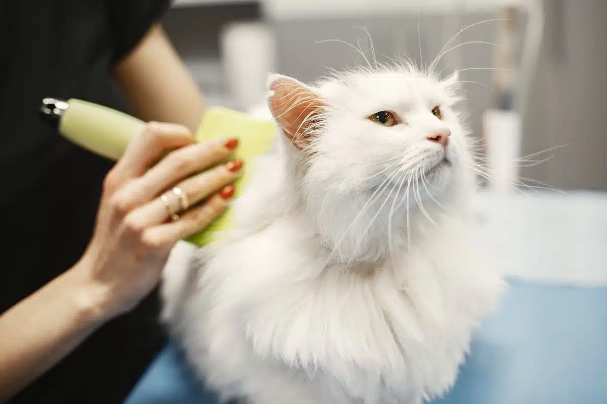toilettage animal