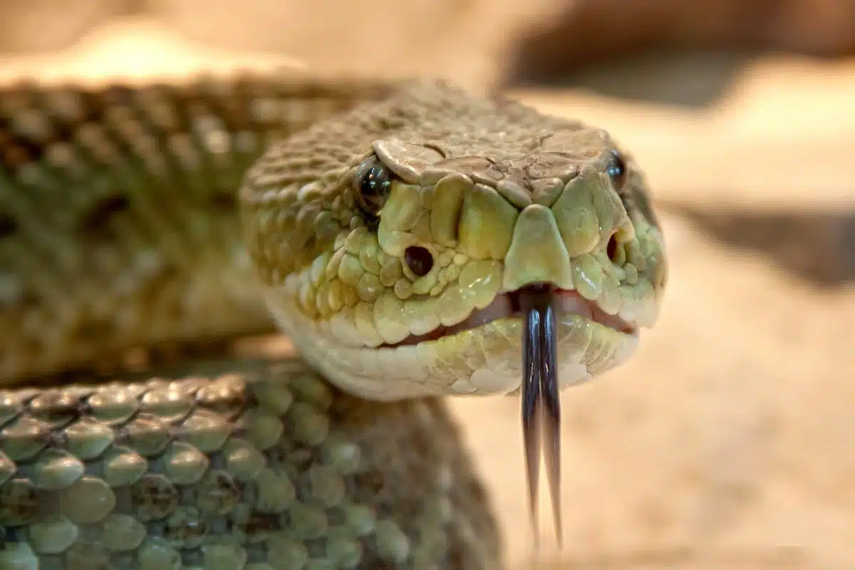 animaux  toxiques