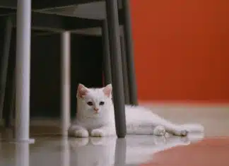 Les indications en cas d’allergie chez les chats : signes et remèdes