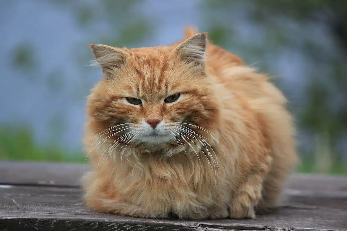 chat allergie