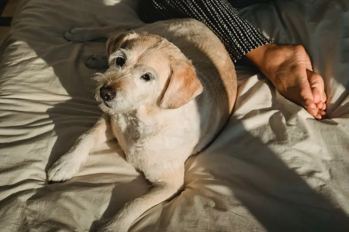 chien  lifestyle