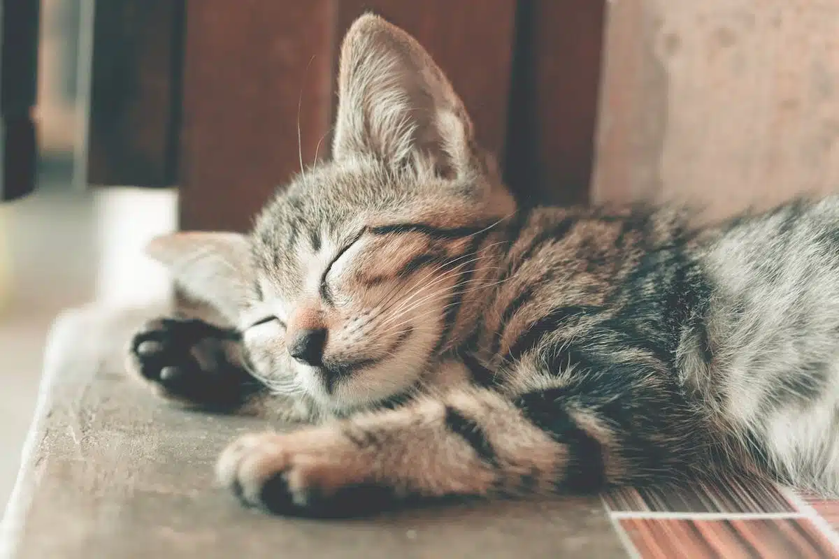 chat stérilisé