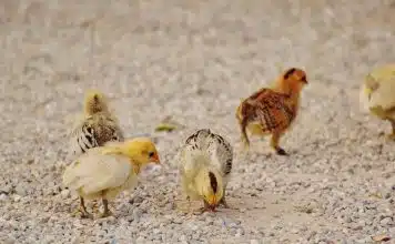 Bébé faisan : découverte et développement du jeune galliforme