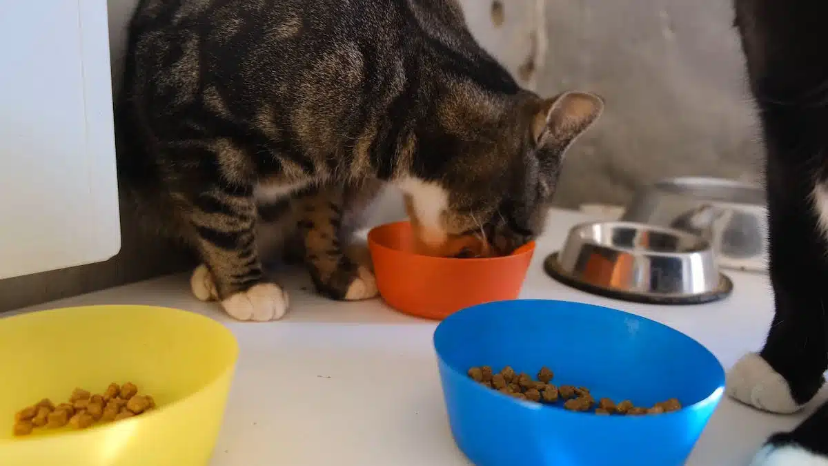 chat  régime