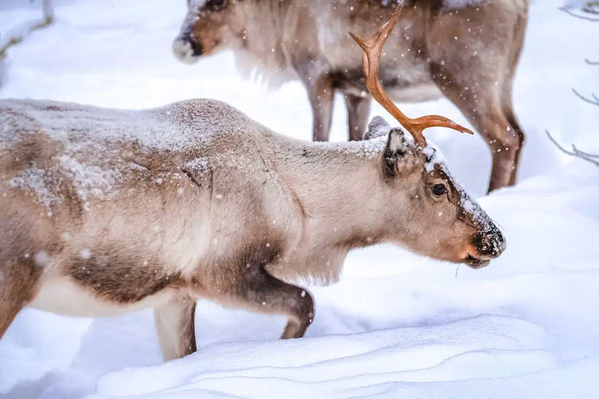 animaux hiver