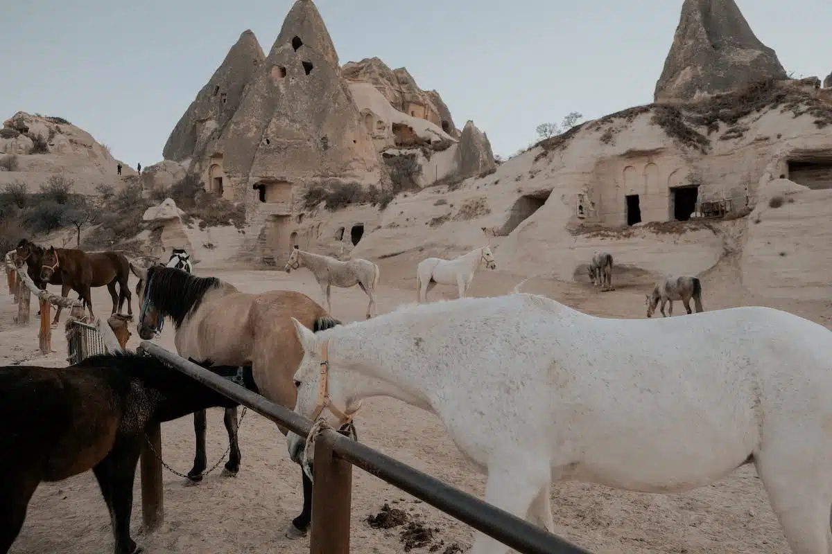 chevaux anciens