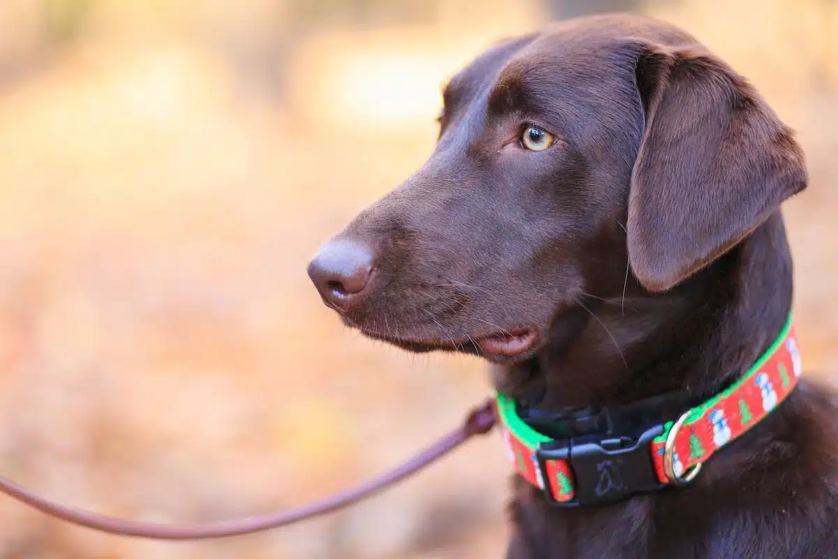 accessoires chien