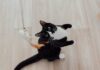 Accessoires pratiques pour chats actifs 1
