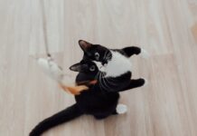 Accessoires pratiques pour chats actifs 1