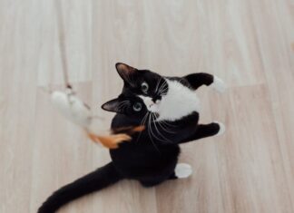 Accessoires pratiques pour chats actifs 1