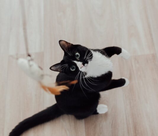 Accessoires pratiques pour chats actifs 1