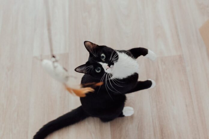 Accessoires pratiques pour chats actifs 1