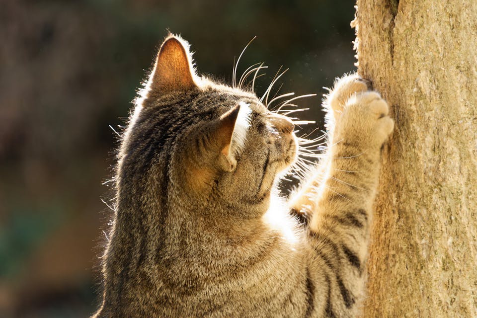 Accessoires pratiques pour chats actifs 2