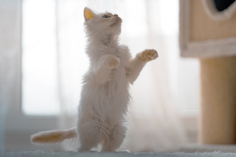 Accessoires pratiques pour chats actifs 3