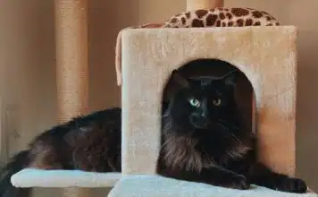 Arbres à chat pour Maine Coon : espace de jeu et de repos idéal Arbres à chat pour Maine Coon : espace de jeu et de repos idéal