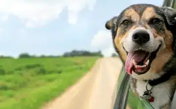 Calculer l'âge de votre chien en années humaines : méthode