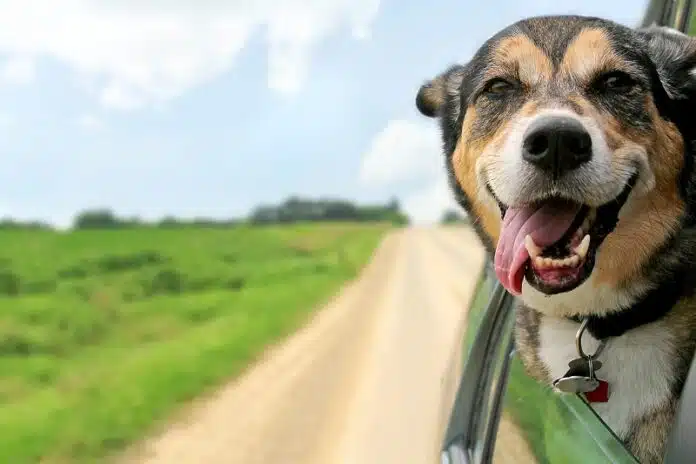 Calculer l'âge de votre chien en années humaines : méthode