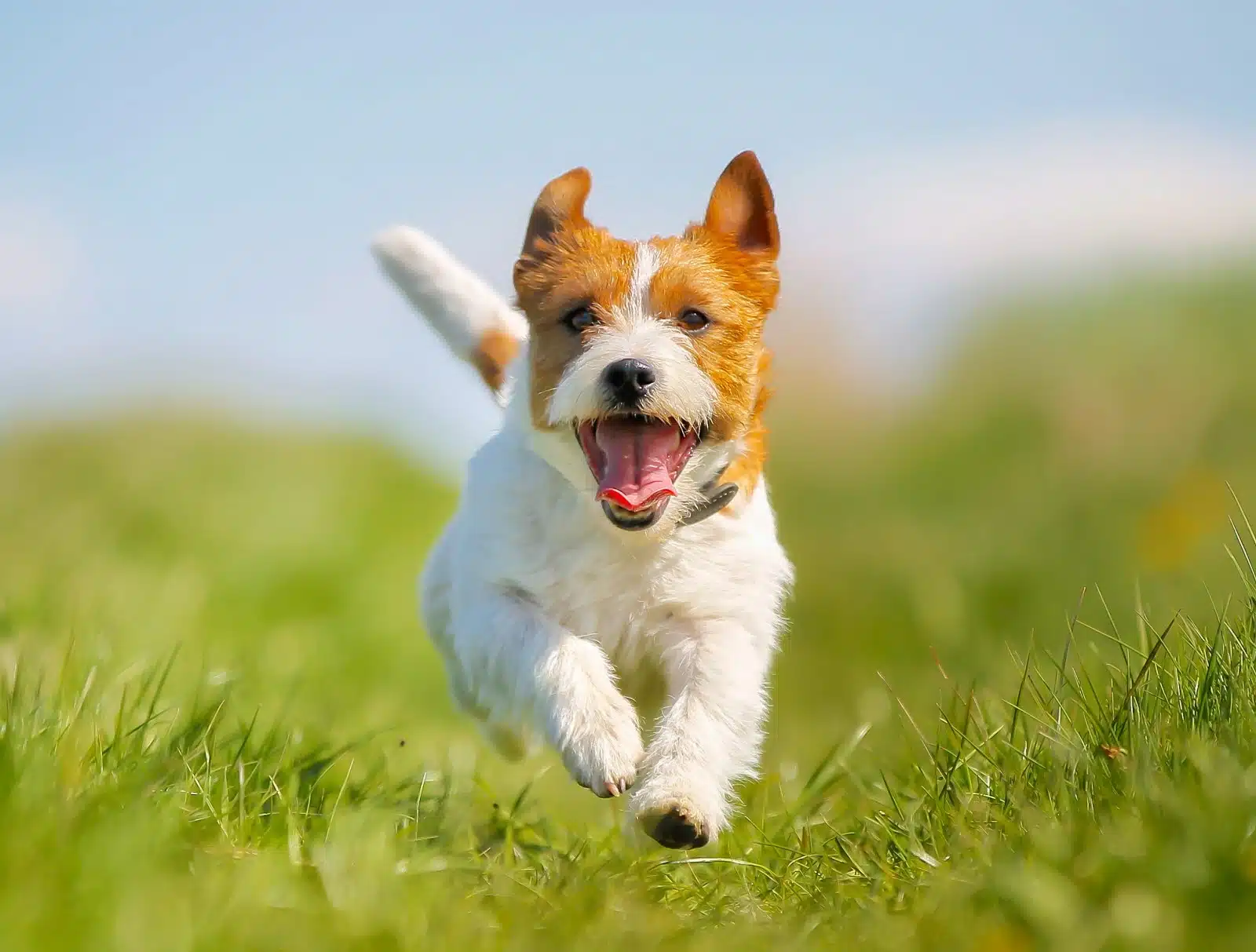 Calculer l'âge de votre chien en années humaines : méthode