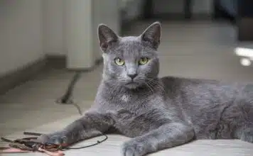 Chat élimine hors de la litière : Solutions et conseils Chat élimine hors de la litière : Solutions et conseils