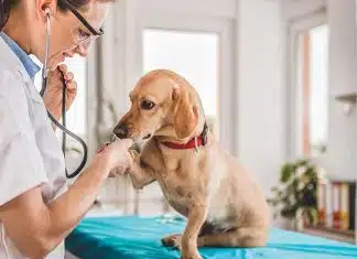 Un vétérinaire disponible en urgence pour votre animal, comment le trouver Comment trouver un vétérinaire en urgence