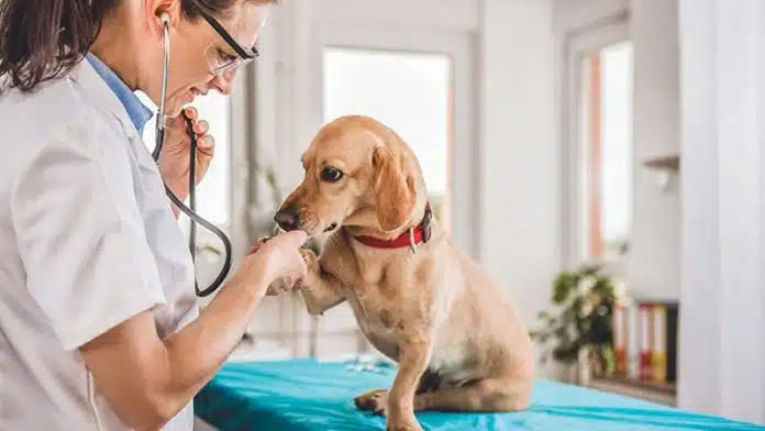 Comment trouver un vétérinaire en urgence 
