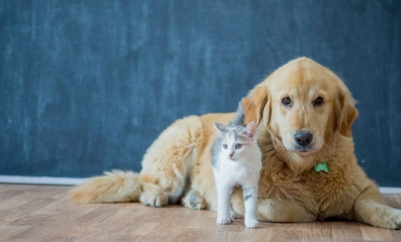 Comparateur assurance animaux guide complet