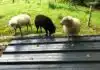 Construire un abri pour moutons : Étapes et conseils