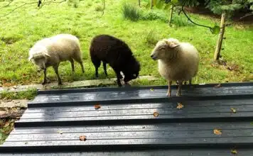 Construire un abri pour moutons : Étapes et conseils