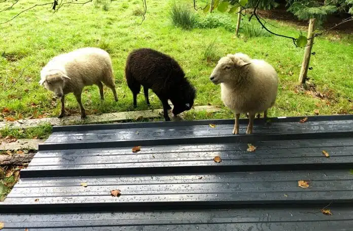 Construire un abri pour moutons : Étapes et conseils