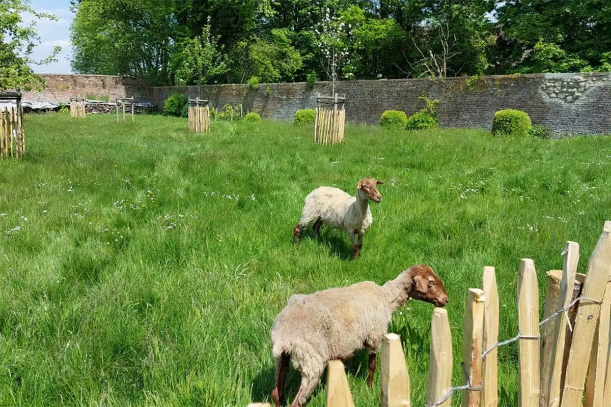 Construire un abri pour moutons : Étapes et conseils