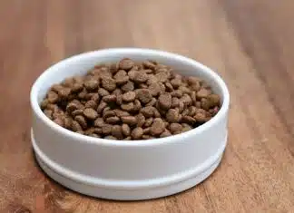 Croquettes premium pour chat stérilisé : comment choisir ? Croquettes premium pour chat stérilisé : comment choisir ?