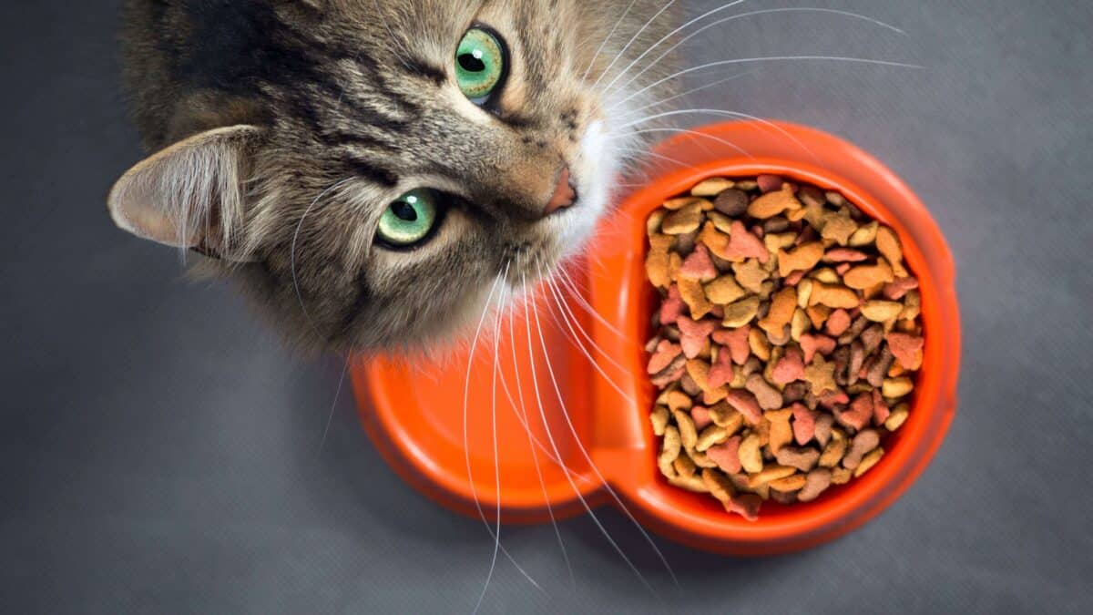 Croquettes premium pour chat stérilisé : comment choisir ?