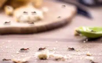 Interprétation mystique et scientifique de la présence de fourmis dans la maison Interprétation mystique et scientifique de la présence de fourmis dans la maison