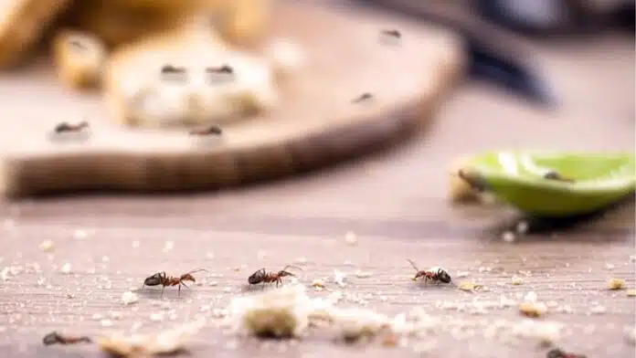 Interprétation mystique et scientifique de la présence de fourmis dans la maison