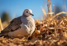 Nourrir un bébé pigeon : Aliments et conseils